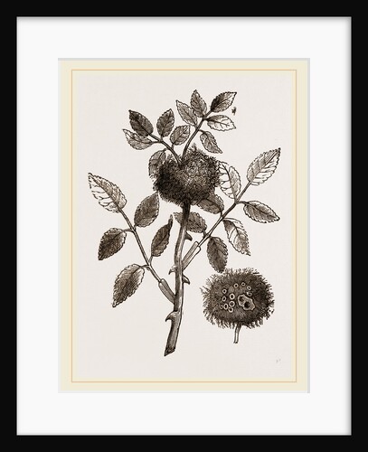 Bedeguar-gall of wild Rose by Anonymous
