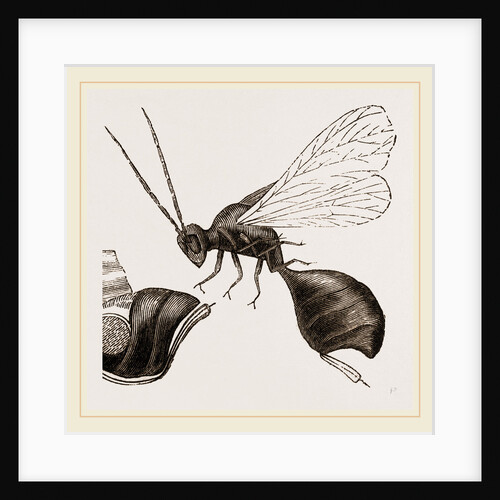 Gall-Fly by Anonymous