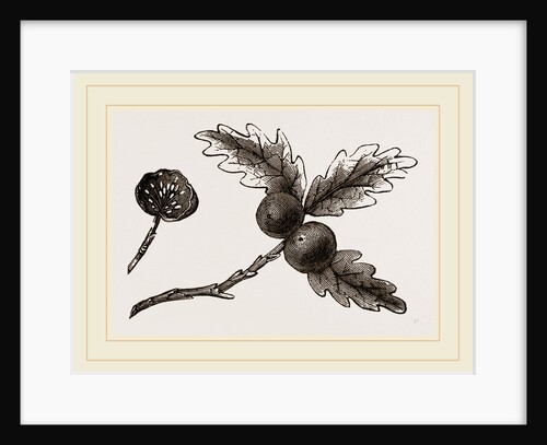 Oak-apple Galls by Anonymous