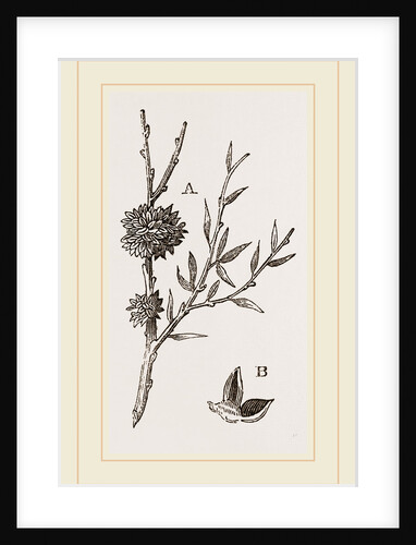 Galls of Dyer's-Broom Insect by Anonymous