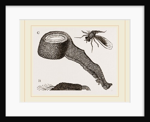Chequered Blow-Fly and Larvae by Anonymous