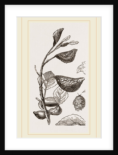 Eriosoma and Galls on Poplar by Anonymous