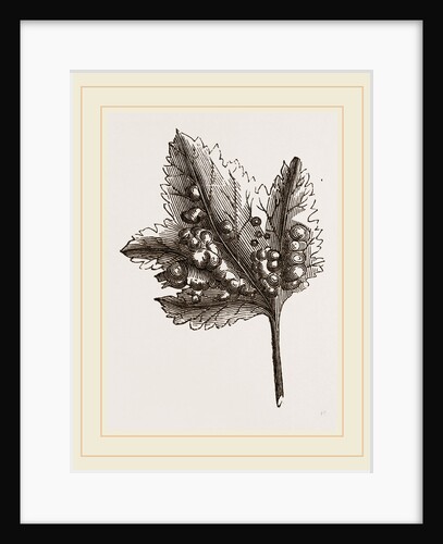 Galls of Aphis ribis on Currant-leaf by Anonymous