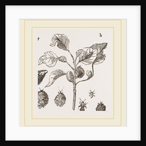 Eriosoma and Galls on Poplar by Anonymous