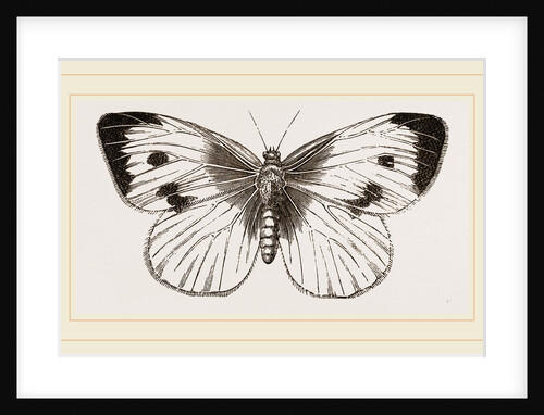 Cabbage-Butterfly by Anonymous