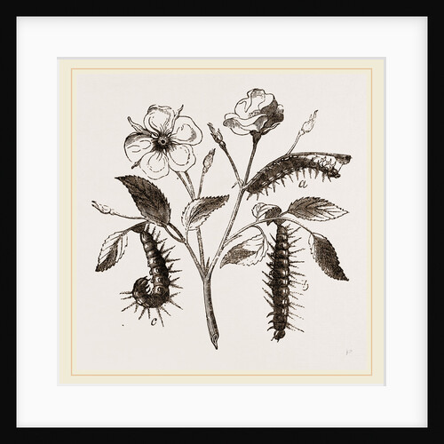 Caterpillars of Admirable Butterfly by Anonymous