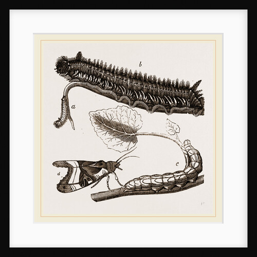 Caterpillars of Drinker and Angle-shades Moths by Anonymous