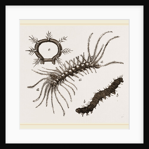 Spiny Caterpillars by Anonymous