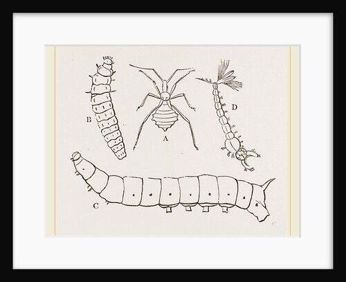 Larvae of Insects by Anonymous