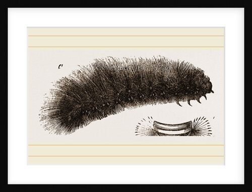 Caterpillar of Tiger-Moth by Anonymous