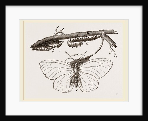 Black-veined White Butterfly by Anonymous
