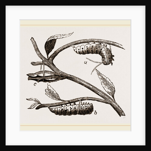 Caterpillar of Swallow-tailed Butterfly by Anonymous