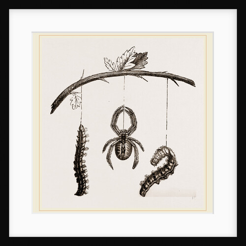 Spider and Caterpillars of Emperor-Moth by Anonymous