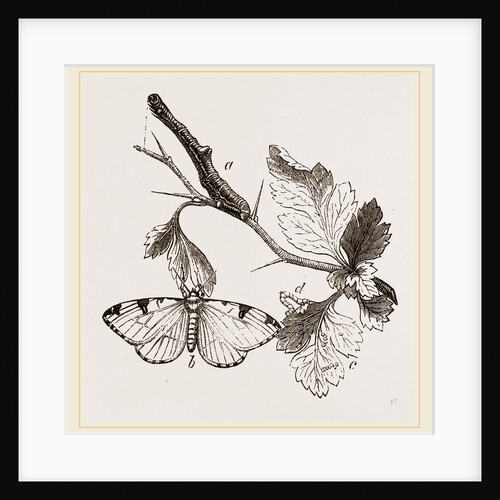 Brimstone-Moth by Anonymous