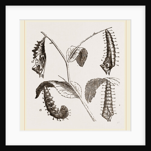 Suspended Caterpillars and Chrysalis by Anonymous