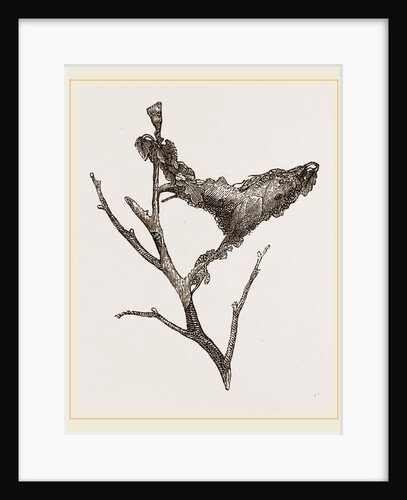 Nest of Caterpillars Brown-tail Moth by Anonymous