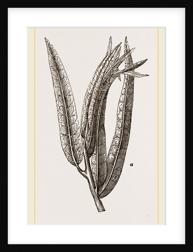 Nest of Tortriix chlorana by Anonymous