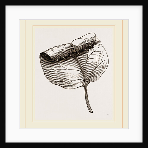 Nest of Lilac-leaf-Roller by Anonymous