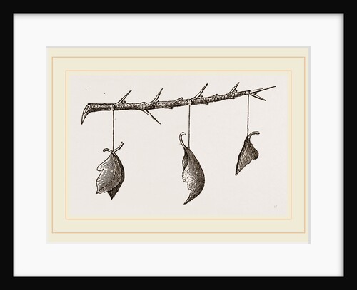 Pendulous Leaf-Nests by Anonymous