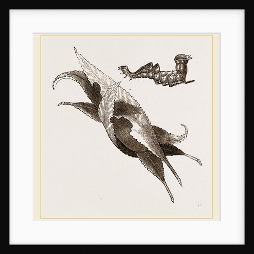 Zigzag and Nest of Osier-leaves by Anonymous