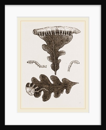 Caterpillars and Nest of Green Oak-moth by Anonymous