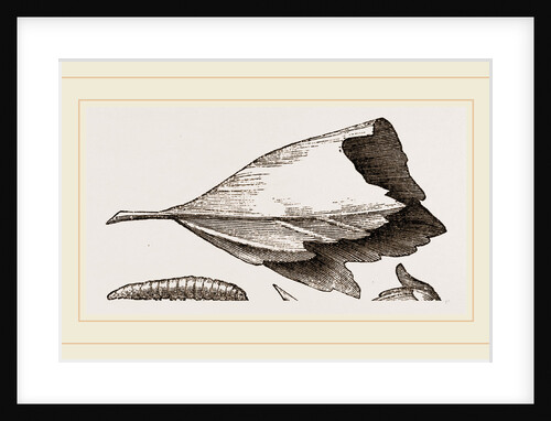 Nest and Stages of Hesperia malvae by Anonymous