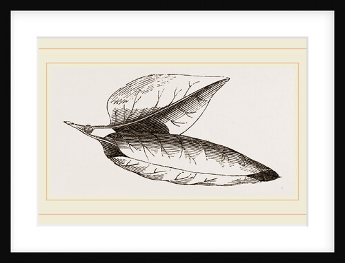 Nest of Lilac-leaf-Roller by Anonymous