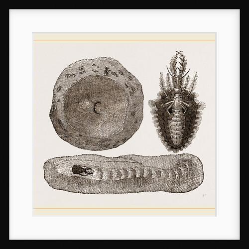 Larva of Ant-lion and Pit by Anonymous