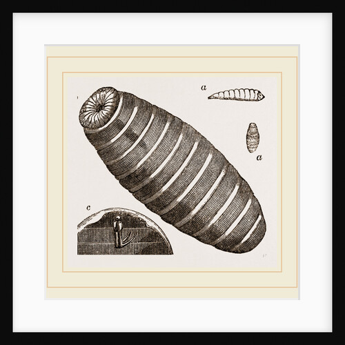 Pupa of Blow-fly by Anonymous