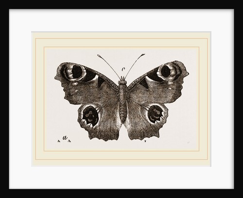 Peacock-Butterfly by Anonymous