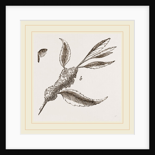 Spit Frog-hopper and Larva by Anonymous