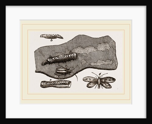 Clothes-Moth and Caterpillar by Anonymous