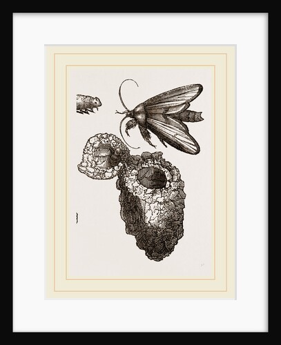 Earth-mason Moth and Nests by Anonymous