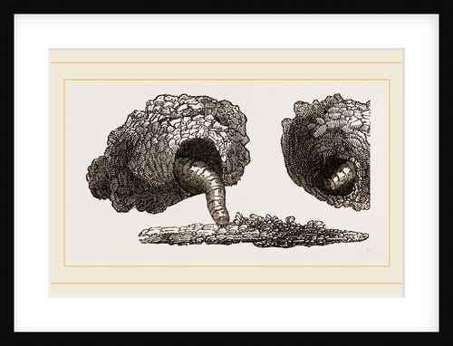 Earth-mason Moth Caterpillars and Nests by Anonymous