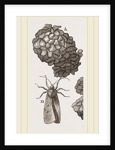 Earth-mason Moth and Nest by Anonymous