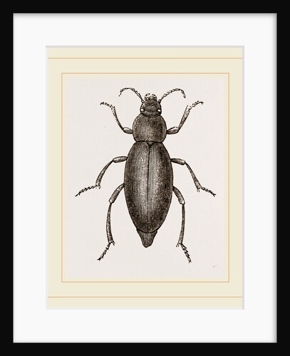 Churchyard-Beetle and Grub by Anonymous