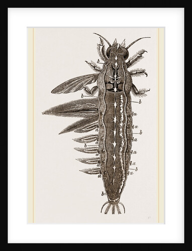 Water-grub of Ephemera dissected by Anonymous