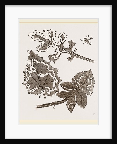 Leaf-mining Maggots by Anonymous