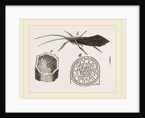 Pupa and Insect of Phryganea by Anonymous