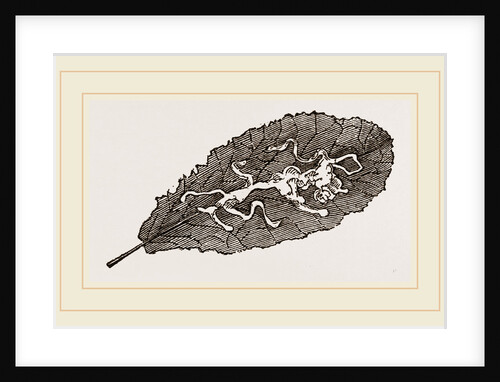 Leaf of Prinlrose mined by Anonymous