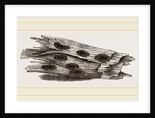 Nests of Ephemera in holes of Cossus by Anonymous