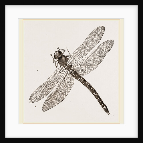 Dragon-Fly by Anonymous