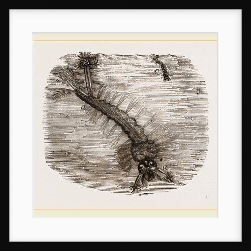 Larva of common Gnat by Anonymous