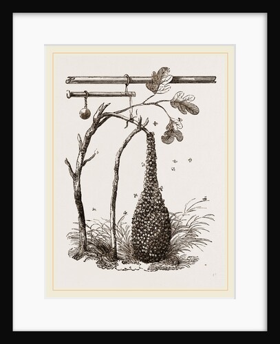 Swarm of Bees and Apparatus for weighing by Anonymous