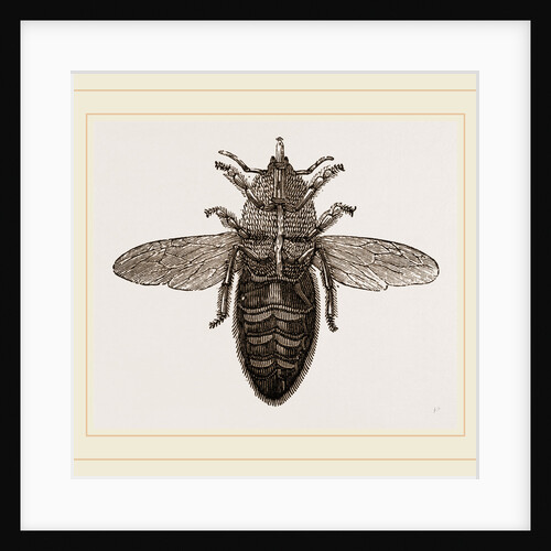 Under view of Neuter Bee by Anonymous