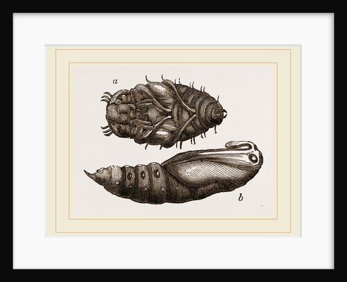 Pupa of a Water-Beetle and Privet Hawk Moth by Anonymous