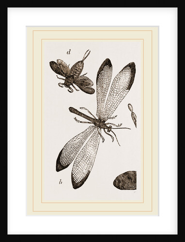 Insects in the Imago state by Anonymous