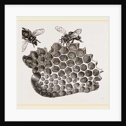Part of Honey-comb by Anonymous