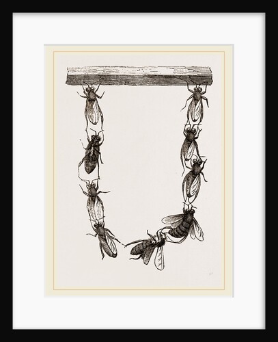Festoon of Wax-workers by Anonymous