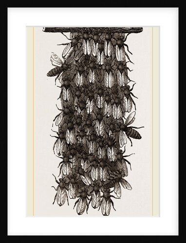 Curtain of Wax-workers by Anonymous